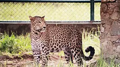 उत्तराखंड : 17 साल के लड़के को उठा ले गया leopard, आज स्कूलों में छुट्टी 